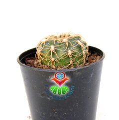 Gymnocalycium Calochlorum-Kırmızı Beyaz Çiçek Açar-Özel Tür-5,5 cm Saksıda