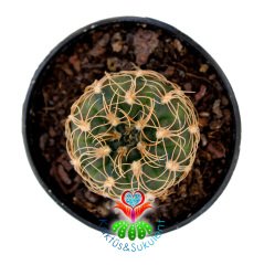 Gymnocalycium Calochlorum-Kırmızı Beyaz Çiçek Açar-Özel Tür-5,5 cm Saksıda