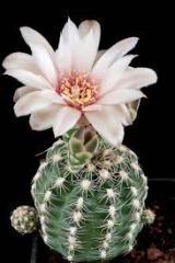 Gymnocalycium Calochlorum-Kırmızı Beyaz Çiçek Açar-Özel Tür-5,5 cm Saksıda