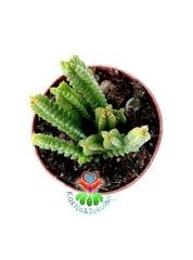 Crassula İmperialis 5,5 cm Saksılı Ender Crassula Türü Sukulent