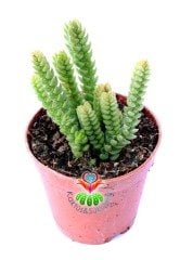 Crassula İmperialis 5,5 cm Saksılı Ender Crassula Türü Sukulent
