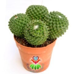 Kaktüs, Mammillaria spinosissima cv. Un Pico -Küçük Pembe Taç Çiçek Açar-12 cm saksıda-Dev Boy