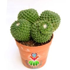 Kaktüs, Mammillaria spinosissima cv. Un Pico -Küçük Pembe Taç Çiçek Açar-12 cm saksıda-Dev Boy