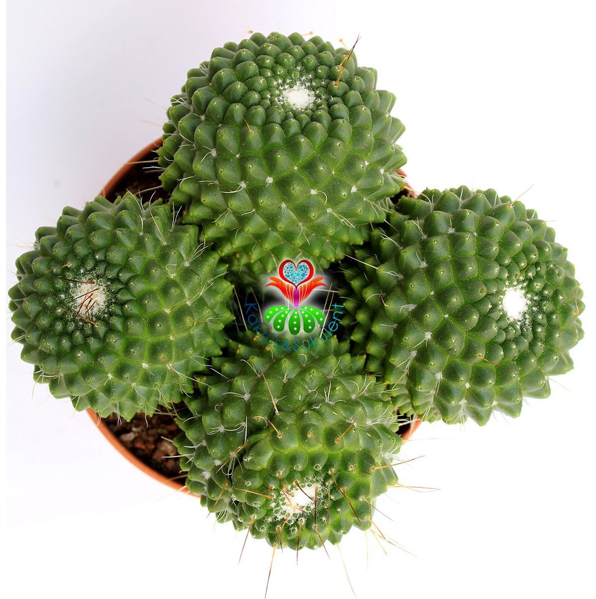 Kaktüs, Mammillaria spinosissima cv. Un Pico -Küçük Pembe Taç Çiçek Açar-12 cm saksıda-Dev Boy
