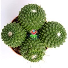 Kaktüs, Mammillaria spinosissima cv. Un Pico -Küçük Pembe Taç Çiçek Açar-12 cm saksıda-Dev Boy