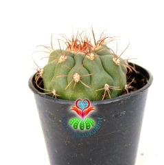 Gymnocalycium Saglionis -5,5 cm Saksıda Sıradışı Kaktüs