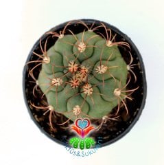 Gymnocalycium Saglionis -5,5 cm Saksıda Sıradışı Kaktüs