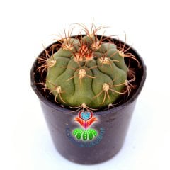 Gymnocalycium Saglionis -5,5 cm Saksıda Sıradışı Kaktüs