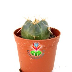 Gymnocalycium Gibbosum Ferox-5,5 cm Saksıda-Beyaz Çiçek Açan Kaktüs