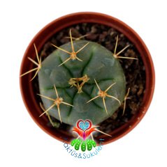 Gymnocalycium Gibbosum Ferox-5,5 cm Saksıda-Beyaz Çiçek Açan Kaktüs