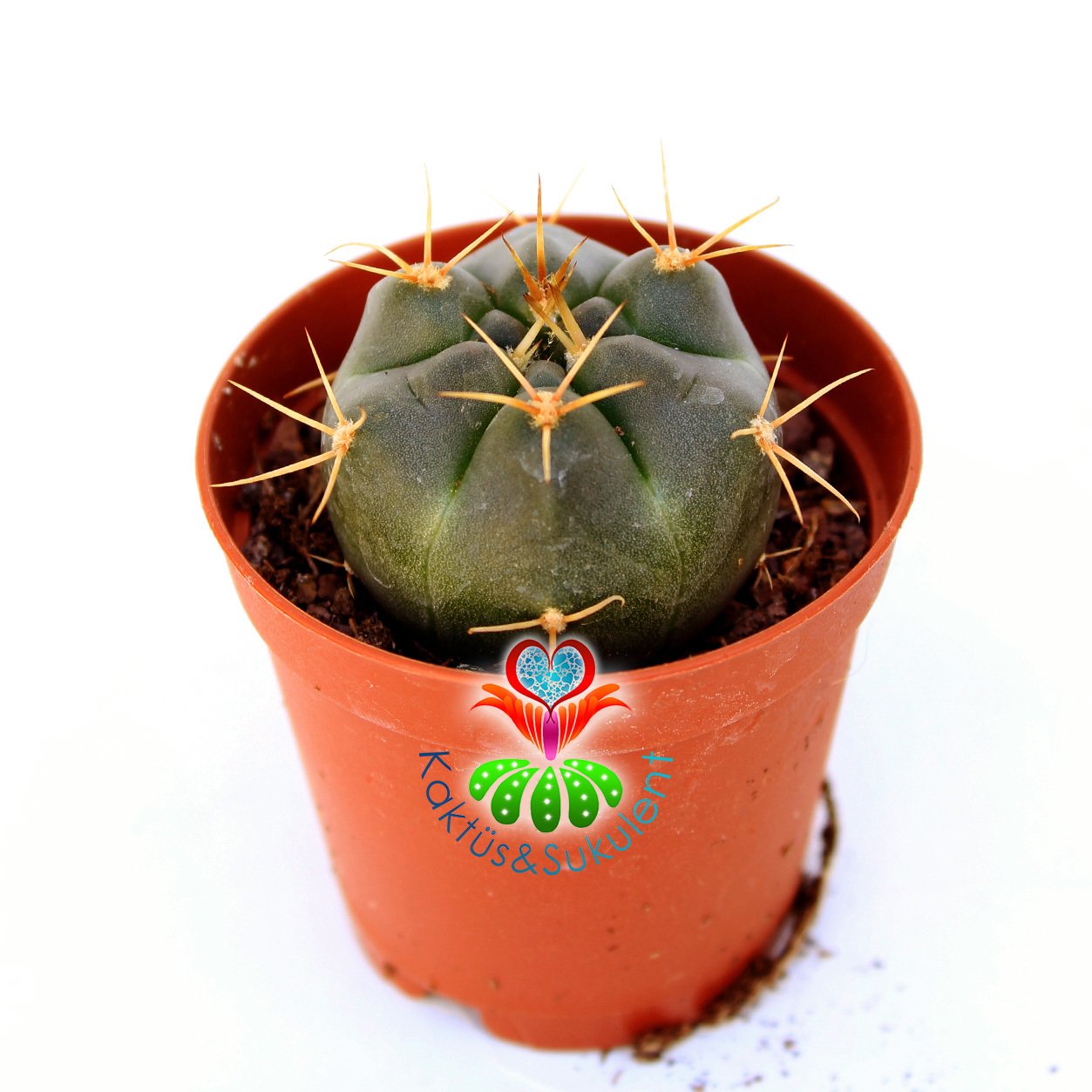 Gymnocalycium Gibbosum Ferox-5,5 cm Saksıda-Beyaz Çiçek Açan Kaktüs