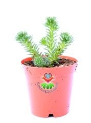 Sedum Forsterianum 5,5 cm Saksılı Ender Sedum Türü Sukulent