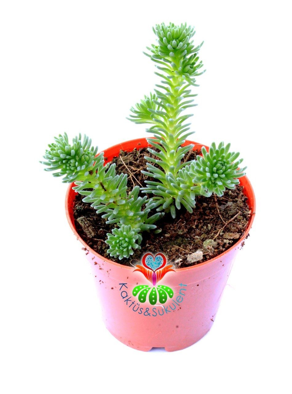 Sedum Forsterianum 5,5 cm Saksılı Ender Sedum Türü Sukulent