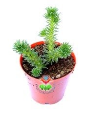Sedum Forsterianum 5,5 cm Saksılı Ender Sedum Türü Sukulent