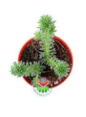 Sedum Forsterianum 5,5 cm Saksılı Ender Sedum Türü Sukulent