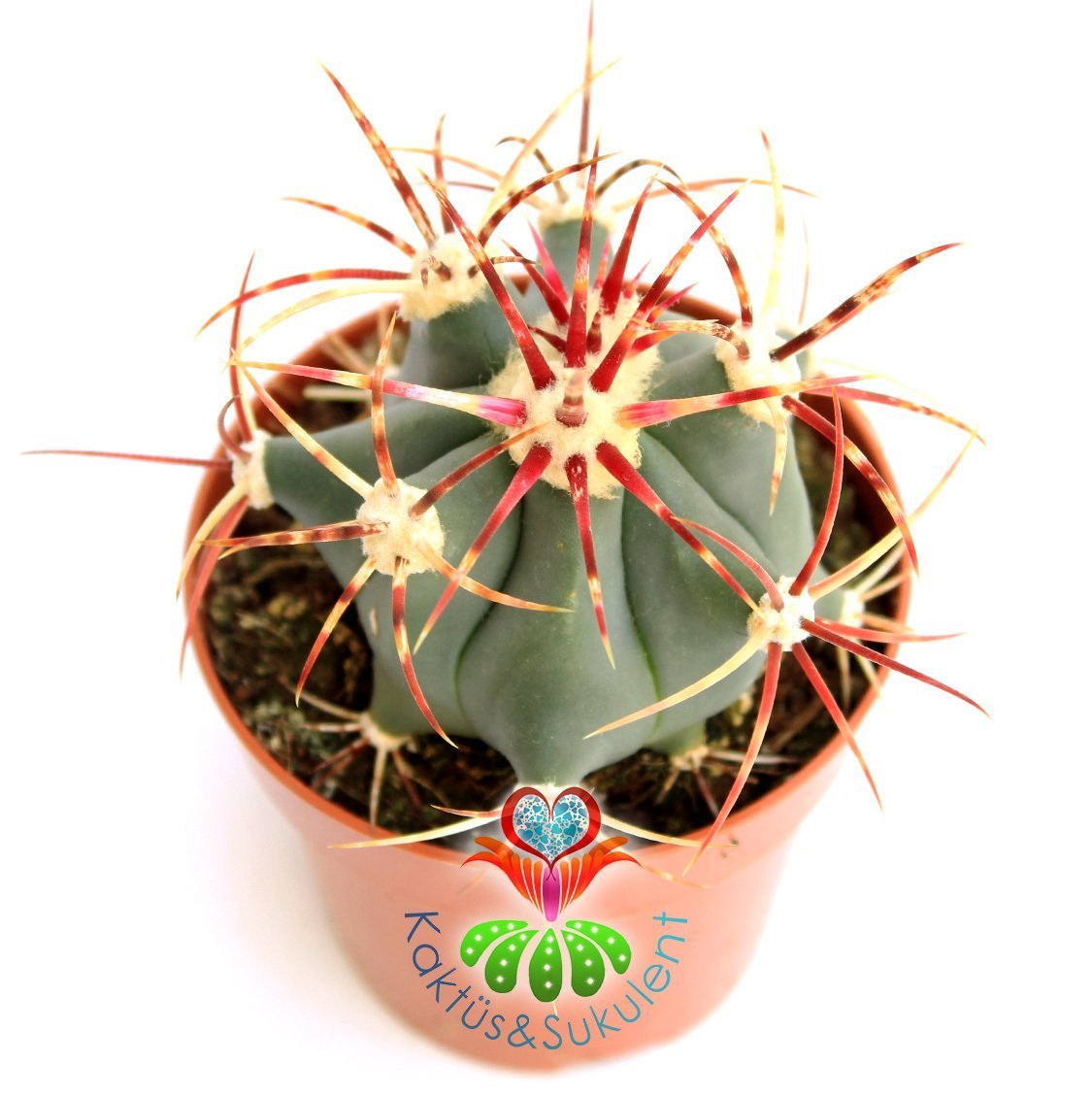 Kaktüs,Ferocactus Latispinus-8 cm saksılı,Mor Renk Çiçek Açar-Renkli Dikenli Kaktüs, Sukulent Mağaza