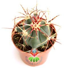 Kaktüs,Ferocactus Latispinus-8 cm saksılı,Mor Renk Çiçek Açar-Renkli Dikenli Kaktüs, Sukulent Mağaza