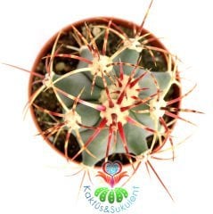 Kaktüs,Ferocactus Latispinus-8 cm saksılı,Mor Renk Çiçek Açar-Renkli Dikenli Kaktüs, Sukulent Mağaza