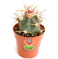 Kaktüs,Ferocactus Latispinus-8 cm saksılı,Mor Renk Çiçek Açar-Renkli Dikenli Kaktüs, Sukulent Mağaza