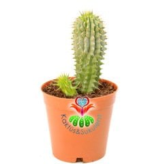 Kalahari Kaktüsü - Hoodia Gordonii-Sıradışı Çiçek Açar-5,5cm Saksıda