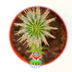 Kalahari Kaktüsü - Hoodia Gordonii-Sıradışı Çiçek Açar-8,5cm Saksıda