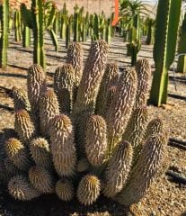 Kalahari Kaktüsü - Hoodia Gordonii-Sıradışı Çiçek Açar-5,5cm Saksıda