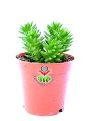 Creeping Sedum 'Angelina' Soğukta Turunculaşır, Nadir Sedum Türü
