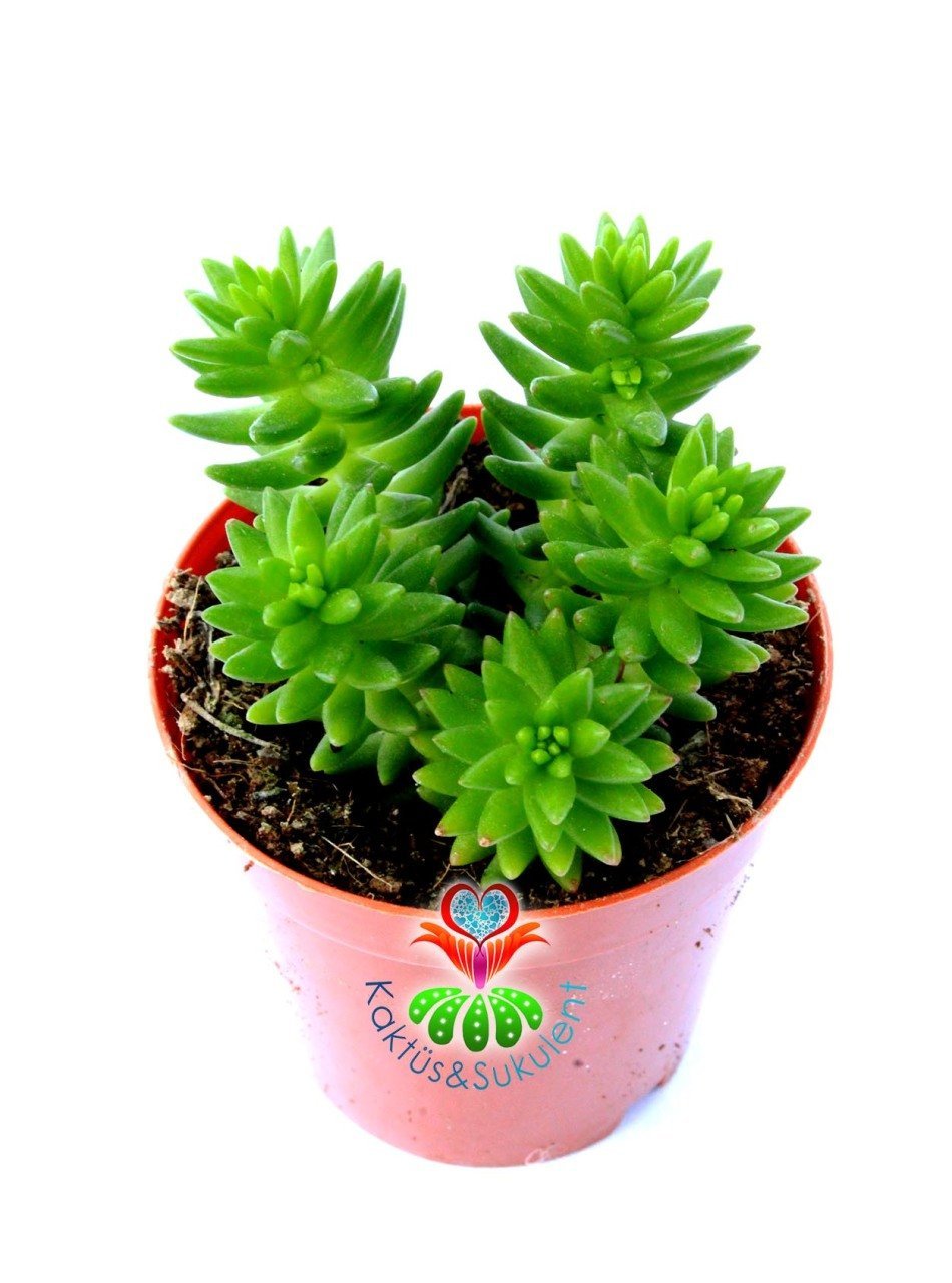 Creeping Sedum 'Angelina' Soğukta Turunculaşır, Nadir Sedum Türü