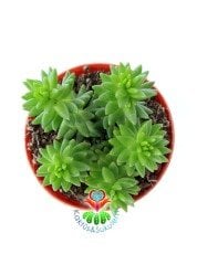 Creeping Sedum 'Angelina' Soğukta Turunculaşır, Nadir Sedum Türü
