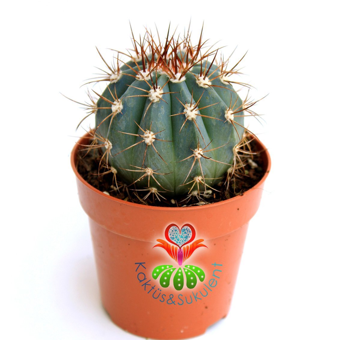 Mavi Kaktüs, Melocactus Azureus 1.Sınıf-Büyüyünce Kafası Çıkar- 5,5 cm Bitki Çapı-Teraryum,Sukulent