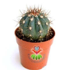 Mavi Kaktüs, Melocactus Azureus 1.Sınıf-Büyüyünce Kafası Çıkar- 5,5 cm Bitki Çapı-Teraryum,Sukulent