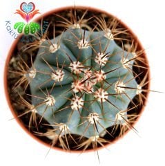 Mavi Kaktüs, Melocactus Azureus 1.Sınıf-Büyüyünce Kafası Çıkar- 5,5 cm Bitki Çapı-Teraryum,Sukulent
