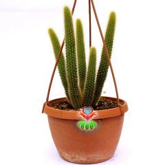 Altın Sıçan Kuyruğu Kaktüs, Hildewintera Aureispina, Askılı 12 cm Saksı Sarkan Nadir Tür