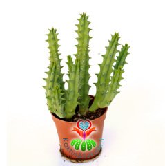 Huernia Hystrix-5,5 cm Saksıda-Sıradışı Çiçek Açar