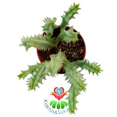 Huernia Hystrix-5,5 cm Saksıda-Sıradışı Çiçek Açar