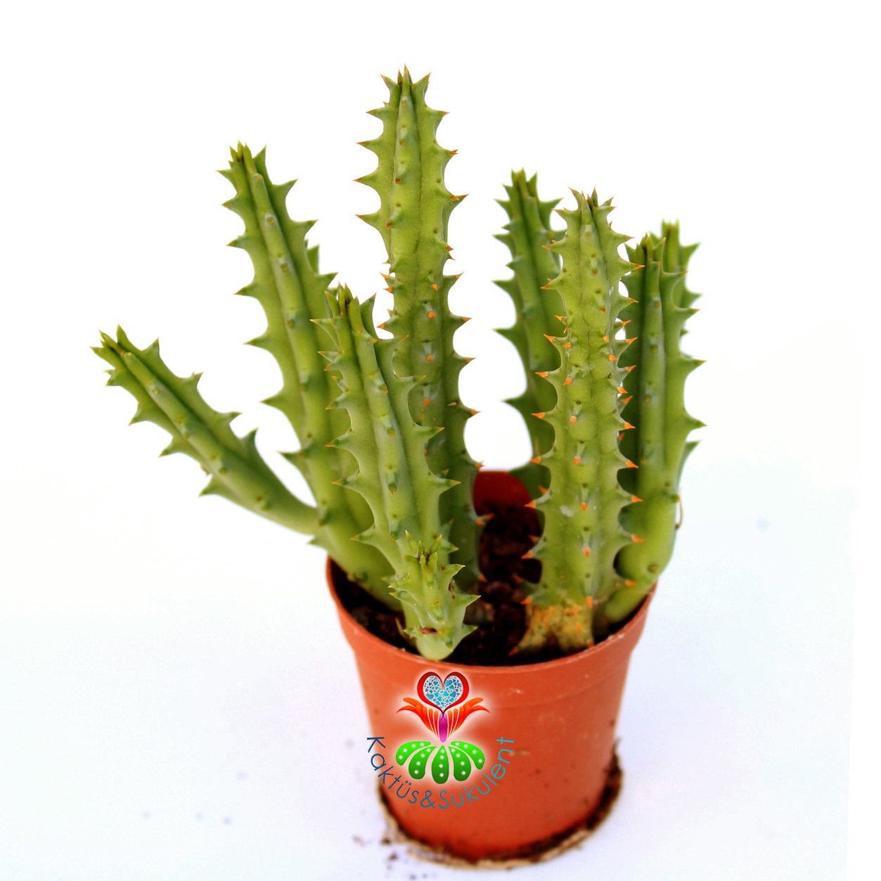 Huernia Hystrix-5,5 cm Saksıda-Sıradışı Çiçek Açar