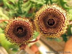 Huernia Hystrix-5,5 cm Saksıda-Sıradışı Çiçek Açar