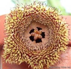 Huernia Hystrix-5,5 cm Saksıda-Sıradışı Çiçek Açar