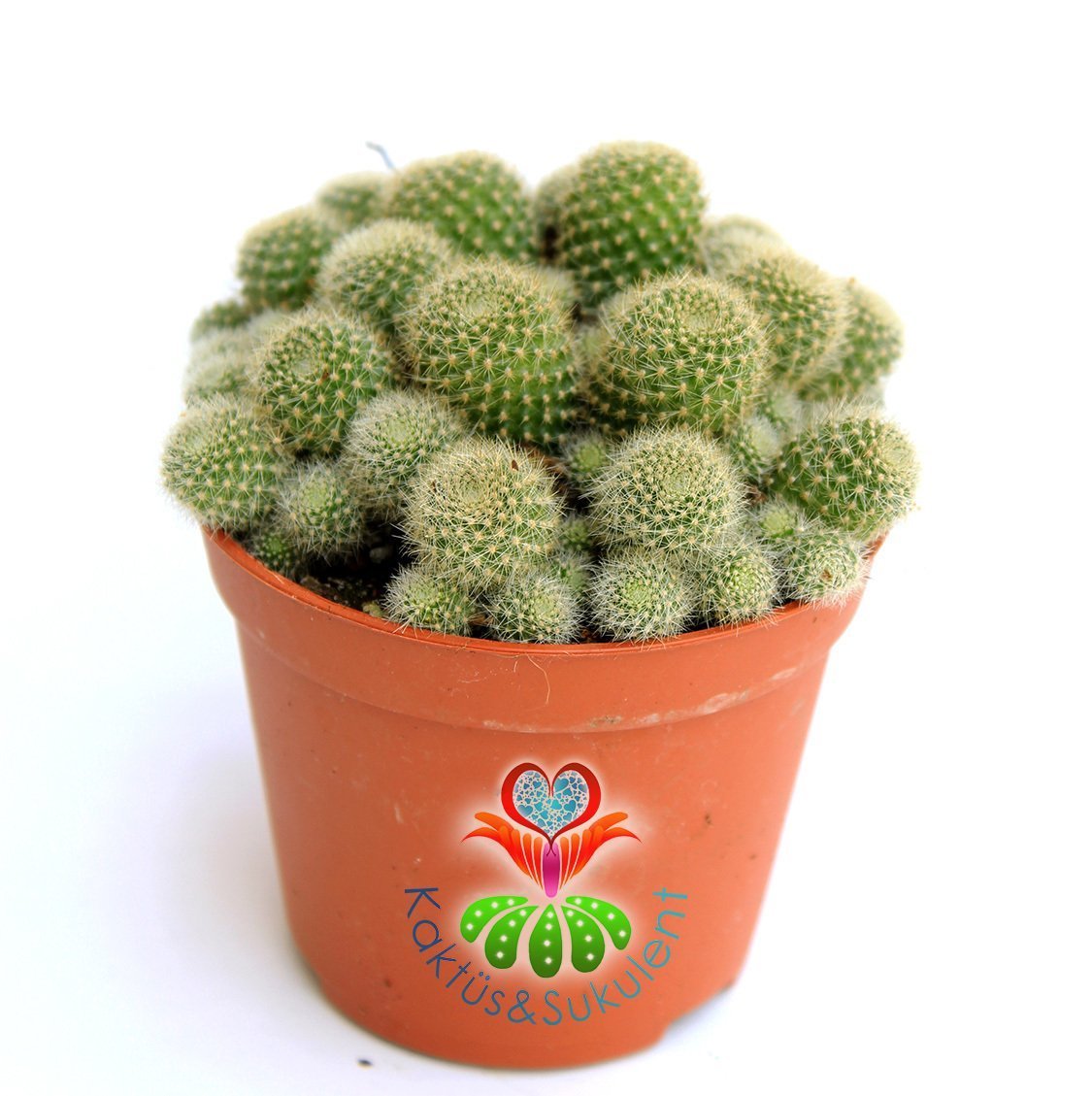 Kaktüs, Rebutia Pulvinosa- Açık Yeşil Bol Yavrulu -8 cm saksıda-Turuncu ve Bol Çiçek Açar, Kaktüs