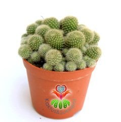 Kaktüs, Rebutia Pulvinosa- Açık Yeşil Bol Yavrulu -8 cm saksıda-Turuncu ve Bol Çiçek Açar, Kaktüs
