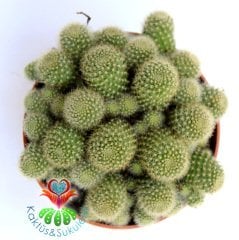Kaktüs, Rebutia Pulvinosa- Açık Yeşil Bol Yavrulu -8 cm saksıda-Turuncu ve Bol Çiçek Açar, Kaktüs