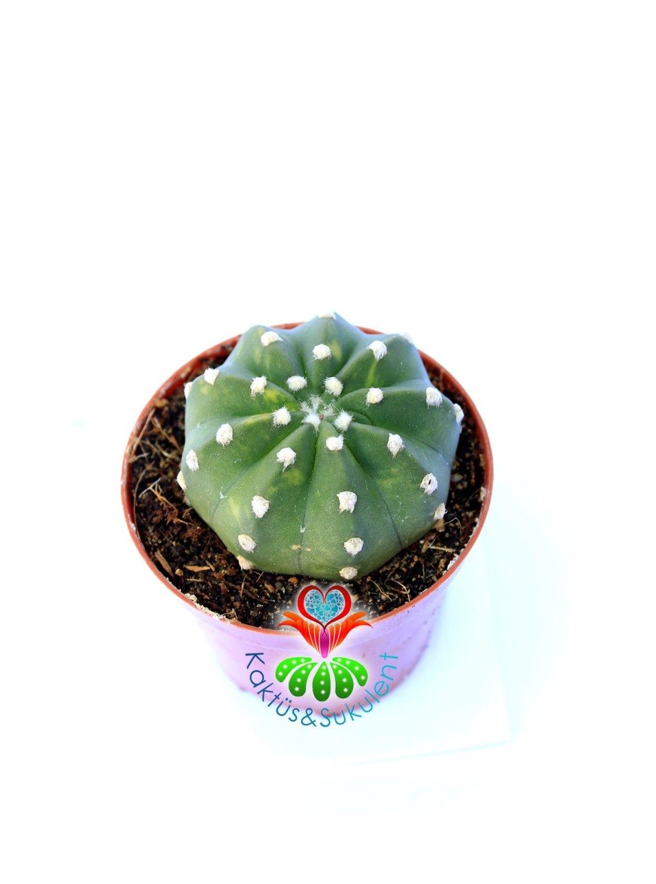 Echinopsis Subdenudata Variegata -Çok Nadir Tür Karma Renk-Dev Kokulu Çiçek Açar 8 cm Saksıda