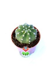 Echinopsis Subdenudata Variegata -Çok Nadir Tür Karma Renk-Dev Kokulu Çiçek Açar 8 cm Saksıda