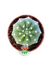 Echinopsis Subdenudata Variegata -Çok Nadir Tür Karma Renk-Dev Kokulu Çiçek Açar 8 cm Saksıda