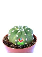 Echinopsis Subdenudata Variegata -Çok Nadir Tür Karma Renk-Dev Kokulu Çiçek Açar 8 cm Saksıda