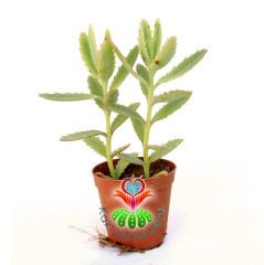 Kalanchoe Pinnata-Yaprak Uçları Kızarır-5,5cm Saksıda Sukulent