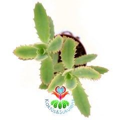 Kalanchoe Pinnata-Yaprak Uçları Kızarır-5,5cm Saksıda Sukulent