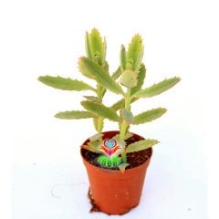 Kalanchoe Pinnata-Yaprak Uçları Kızarır-5,5cm Saksıda Sukulent