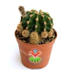 Kaktüs, Echinopsis Oxygona Beyaz Renk Büyük Kokulu Çiçek Açar - 8 cm saksıda- İthal Kaktüs, Sukulent