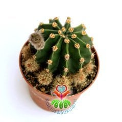 Kaktüs, Echinopsis Oxygona Beyaz Renk Büyük Kokulu Çiçek Açar - 8 cm saksıda- İthal Kaktüs, Sukulent